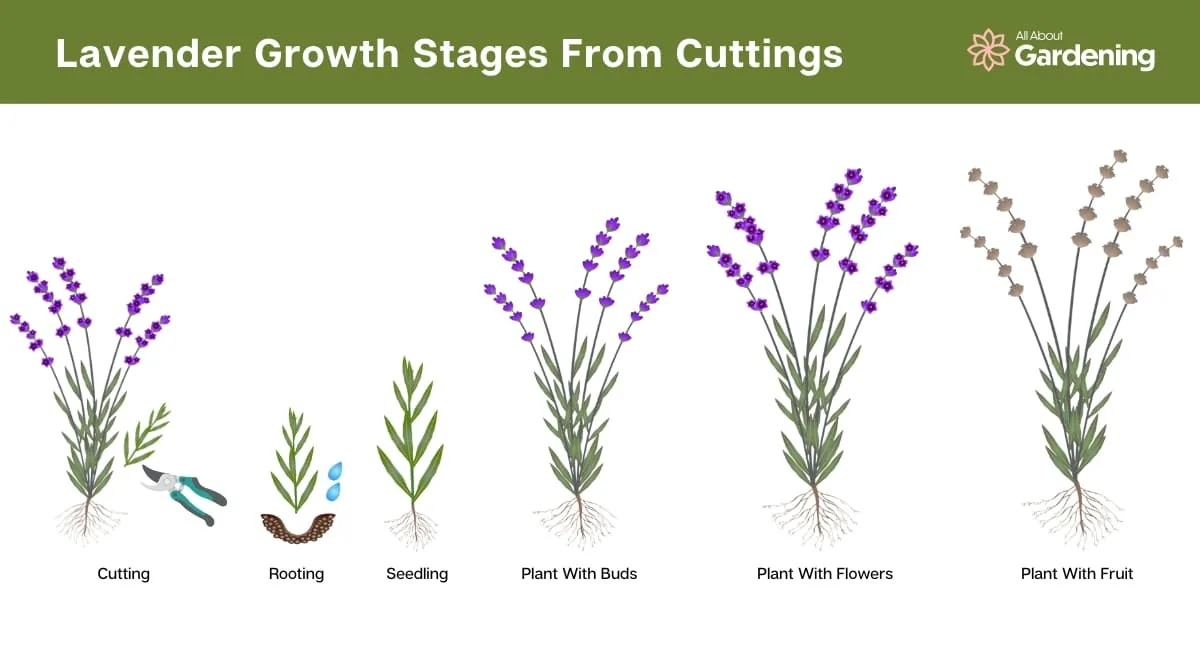 harvesting lavender