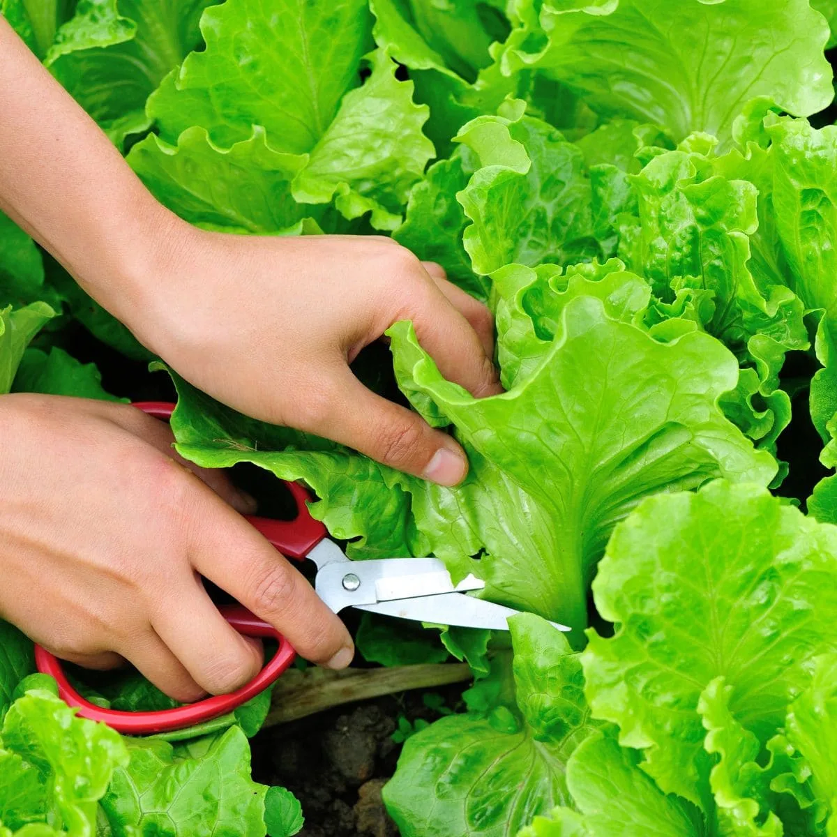 harvesting lettuce