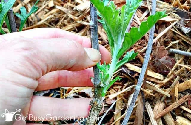 harvesting sage