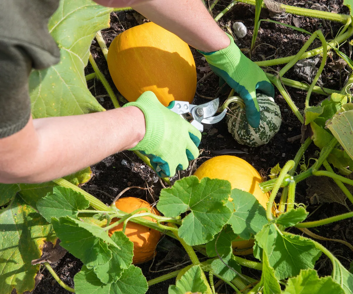 harvesting squash