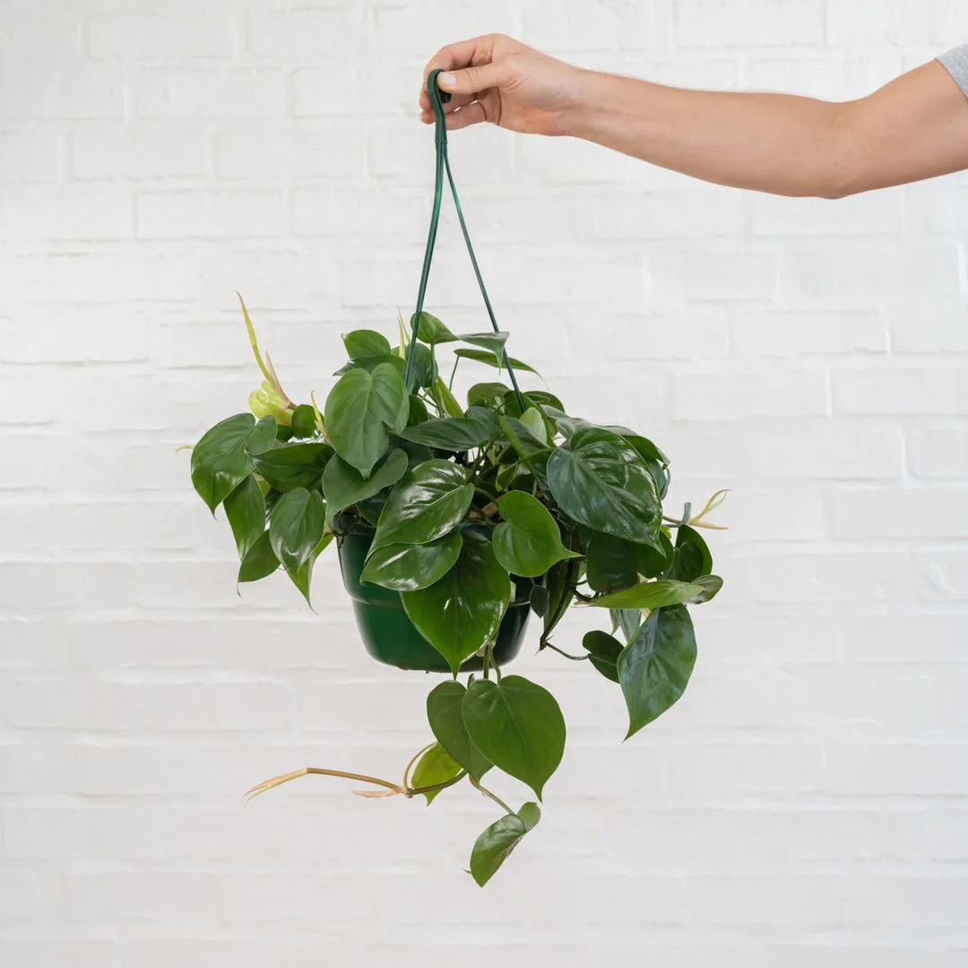 heart leaf philodendron plant