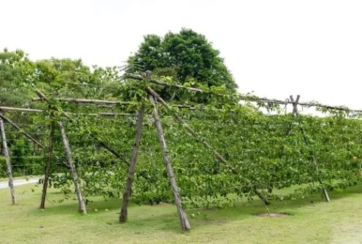 heavy duty passion fruit trellis wire system