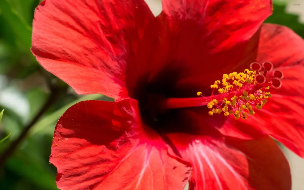 hibiscus care