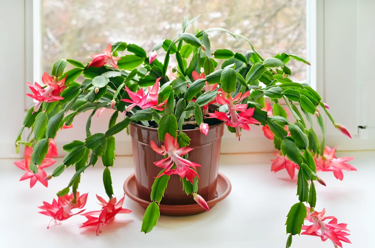 holiday cactus care