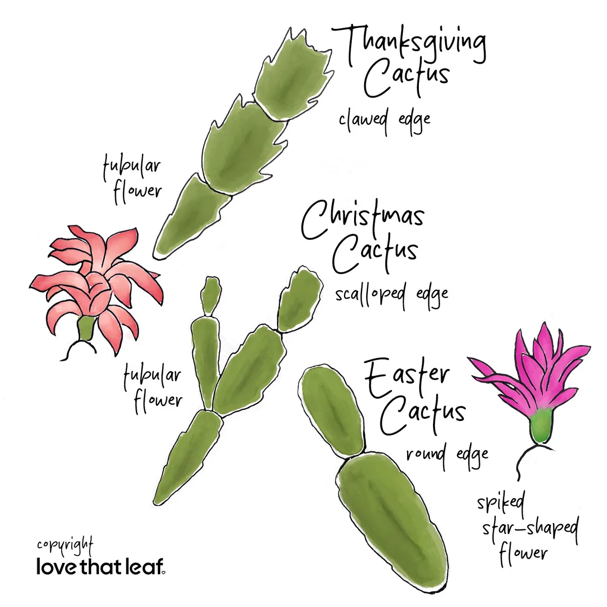 holiday cactus types