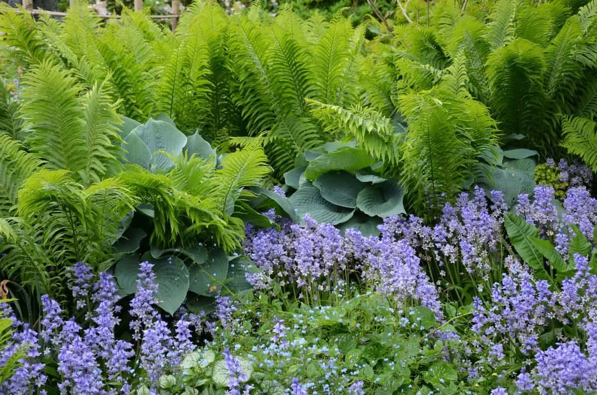 Hosta and Fern combo