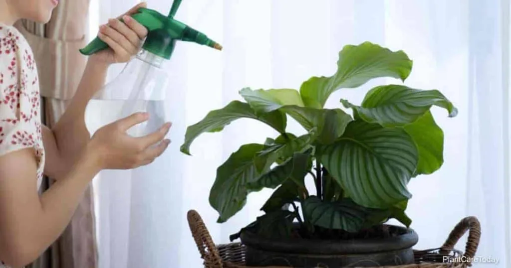 houseplant watering with melted snow