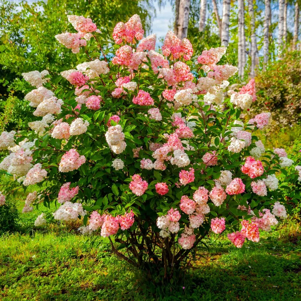 hydrangea plant care