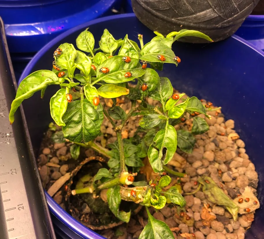 indoor plant with ladybugs
