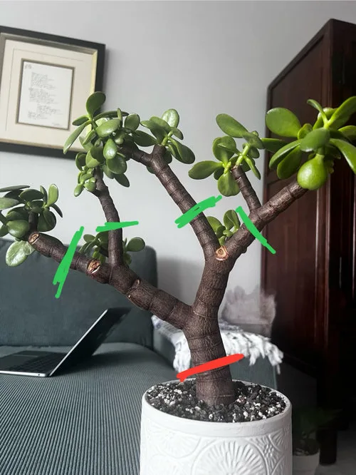 jade plant branch collar