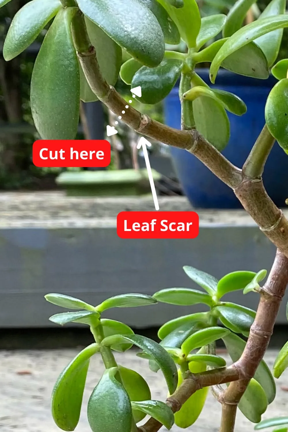 jade plant leaf scar node