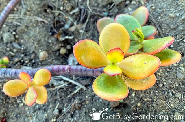 jade plant turning red