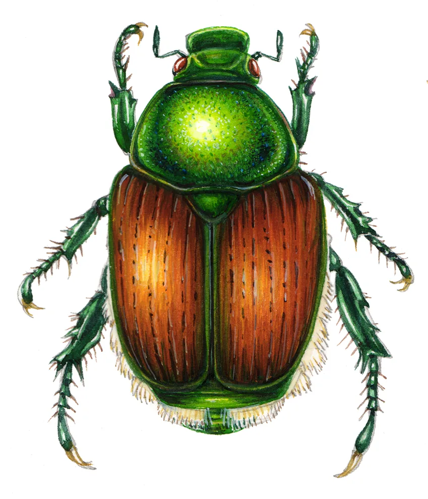 japanese beetle