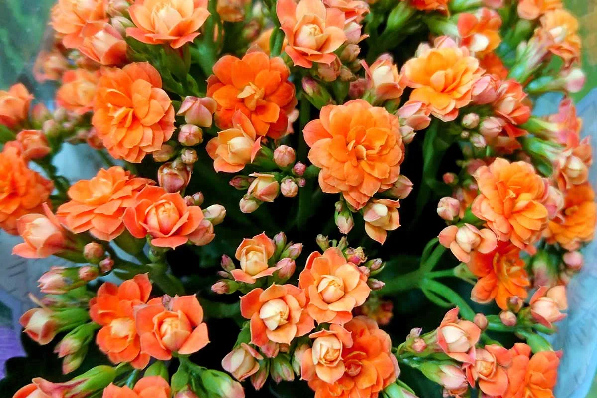 kalanchoe care