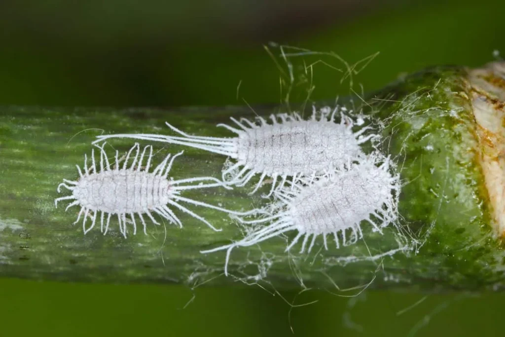 kill mealybugs