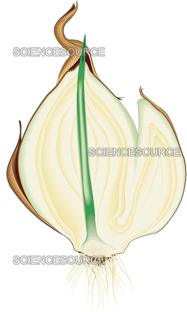 kohlrabi bulb firmness