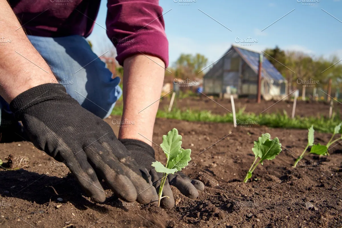 kohlrabi transplants