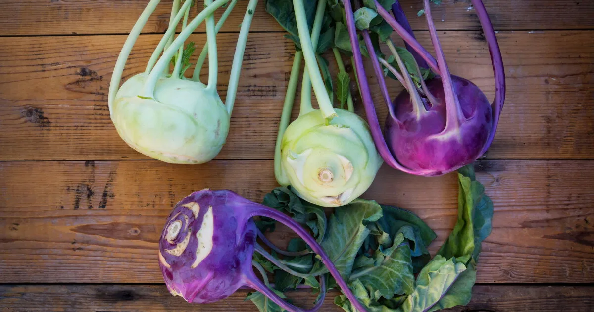 kohlrabi varieties size comparison