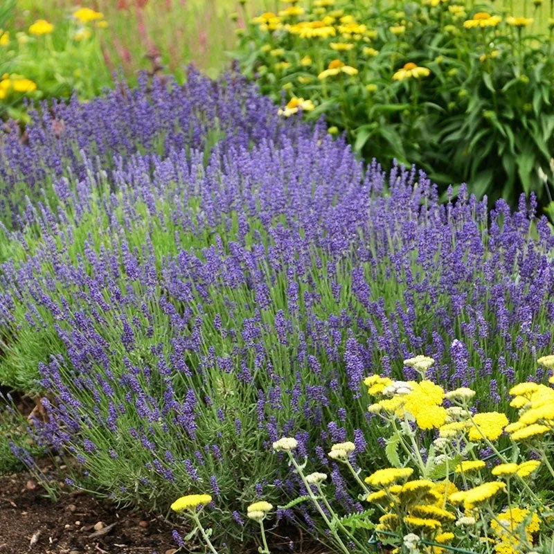 lavender plant care