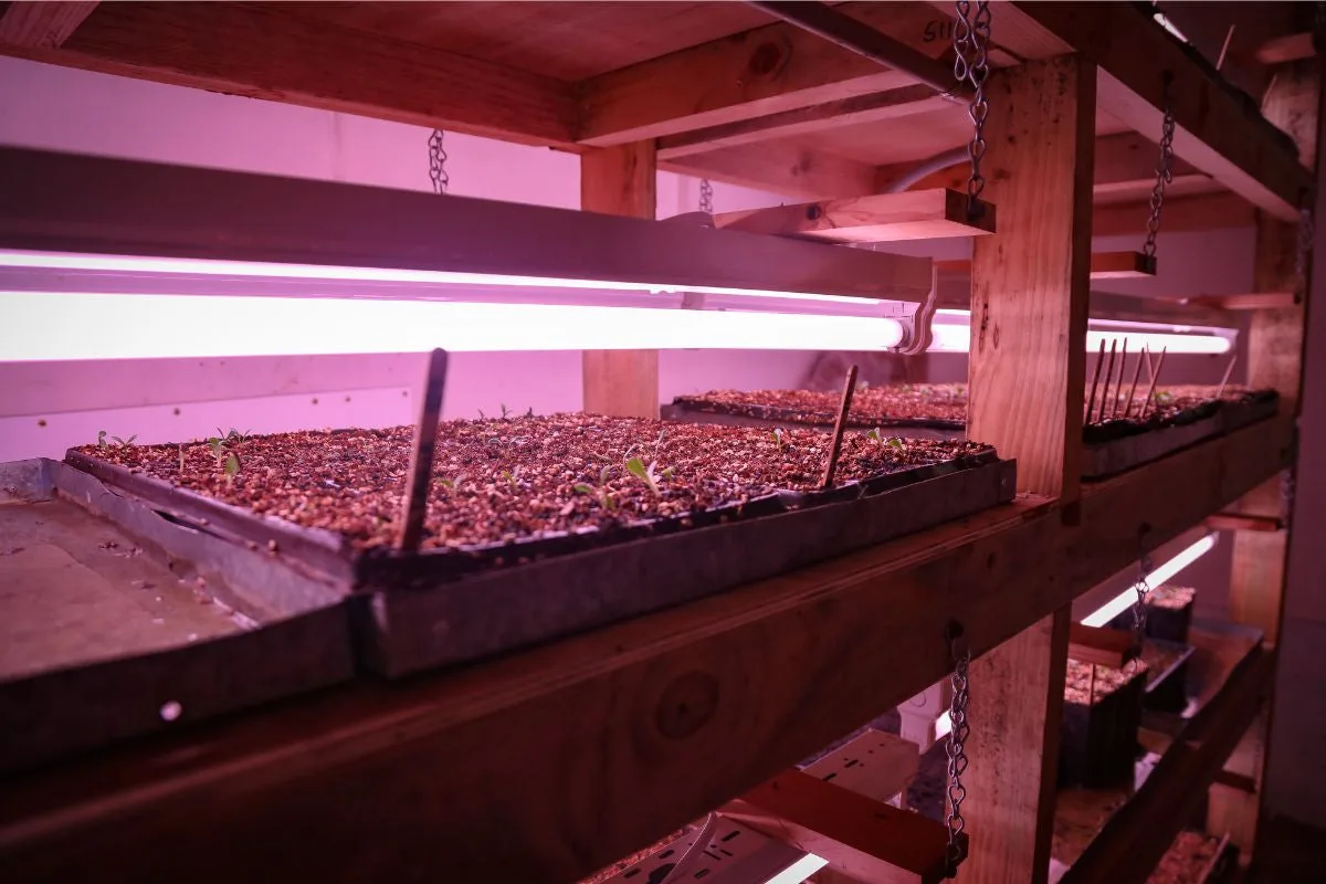lavender seedlings