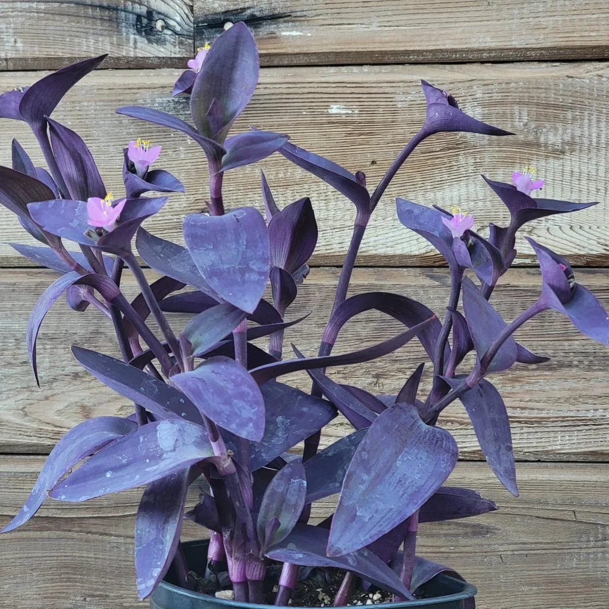 leaf color problems