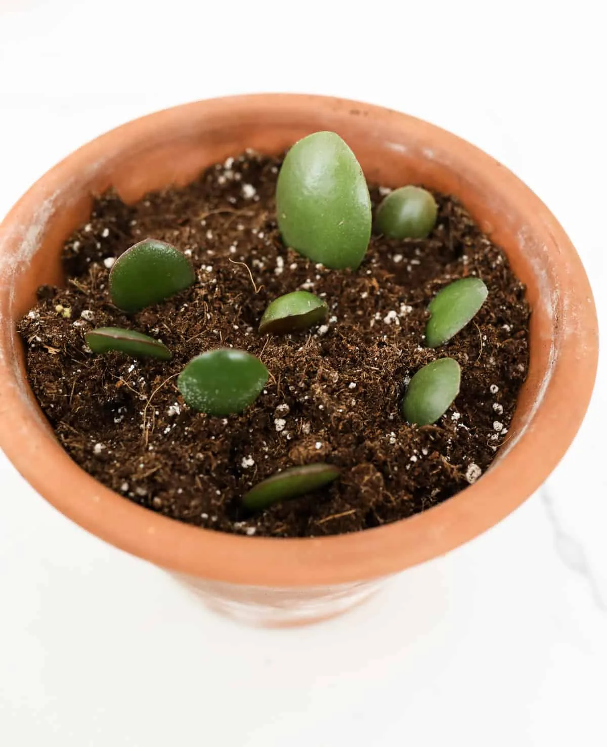 leaf cuttings