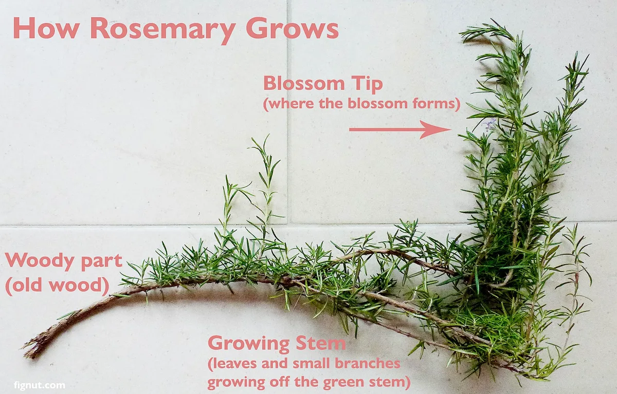 leaf node pruning