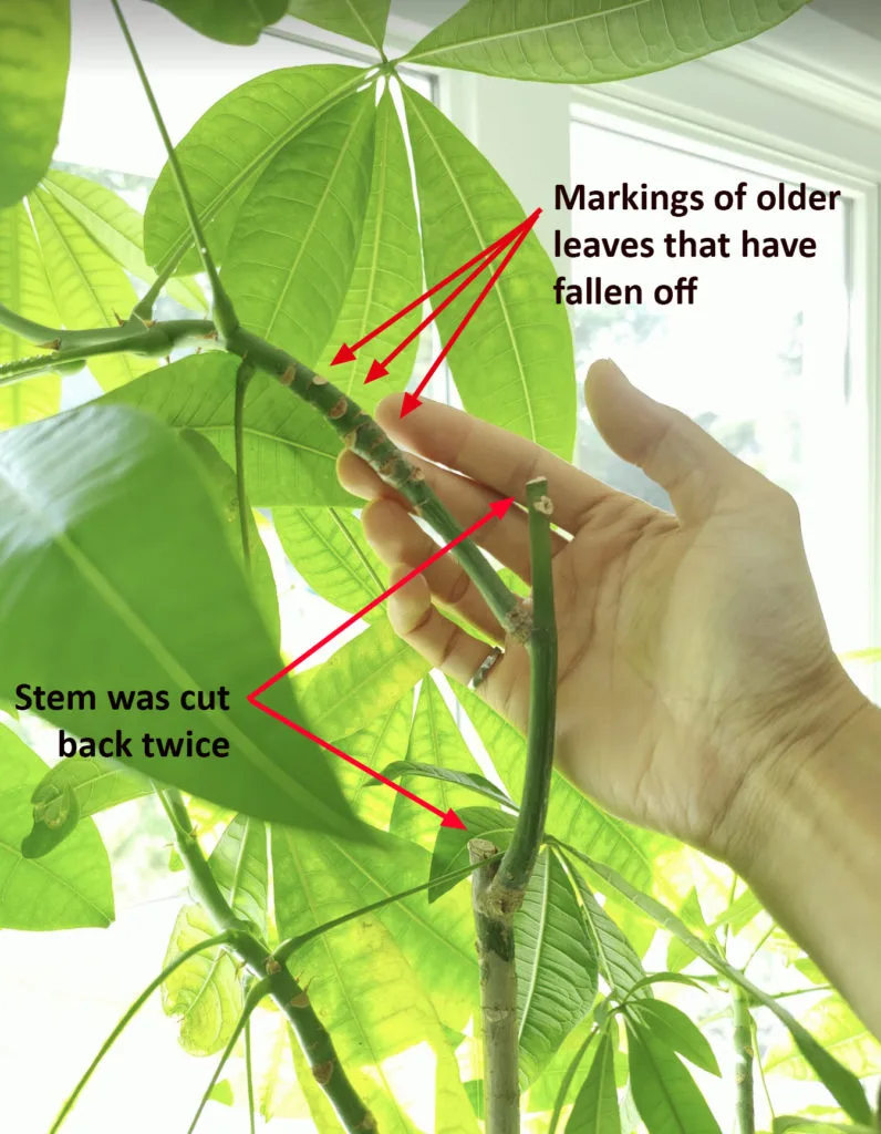 leaf nodes