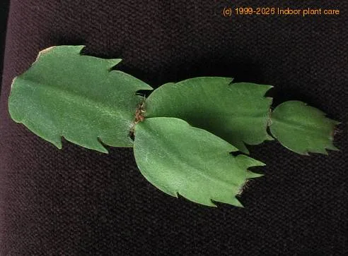 leaf segment shape