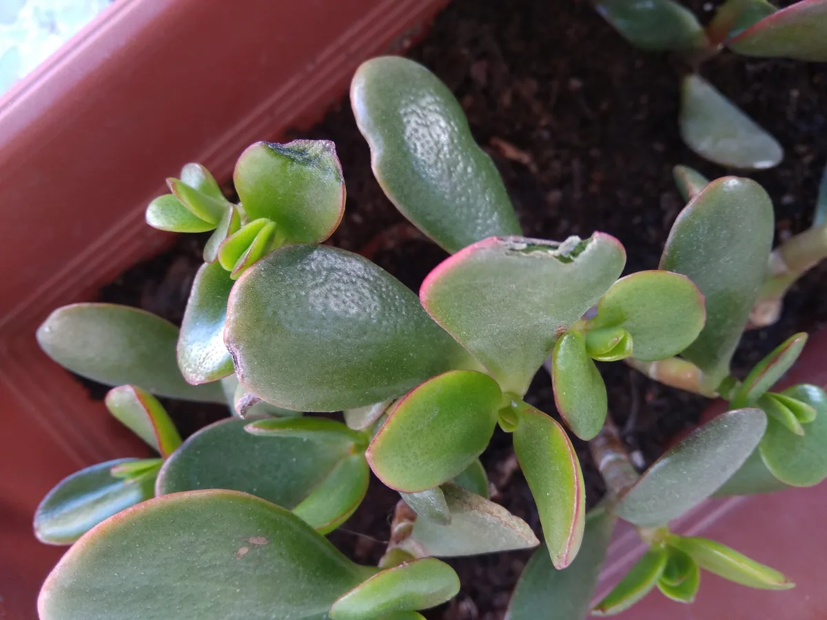 leaf texture diagnosis