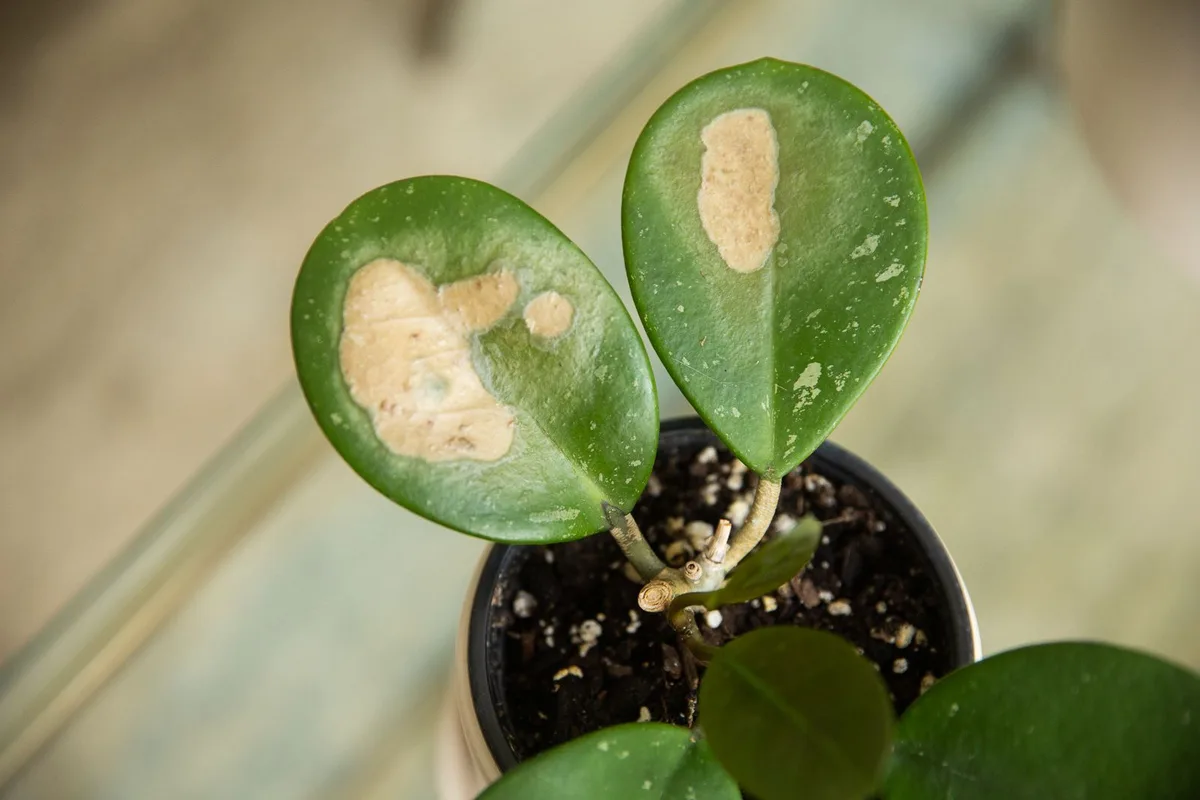 leaf tip burn