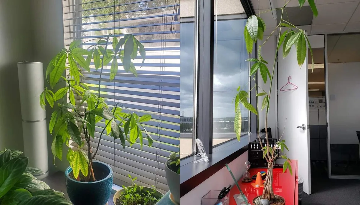 leggy money tree