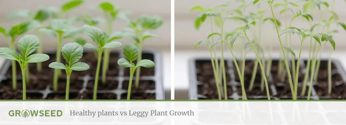 leggy seedlings