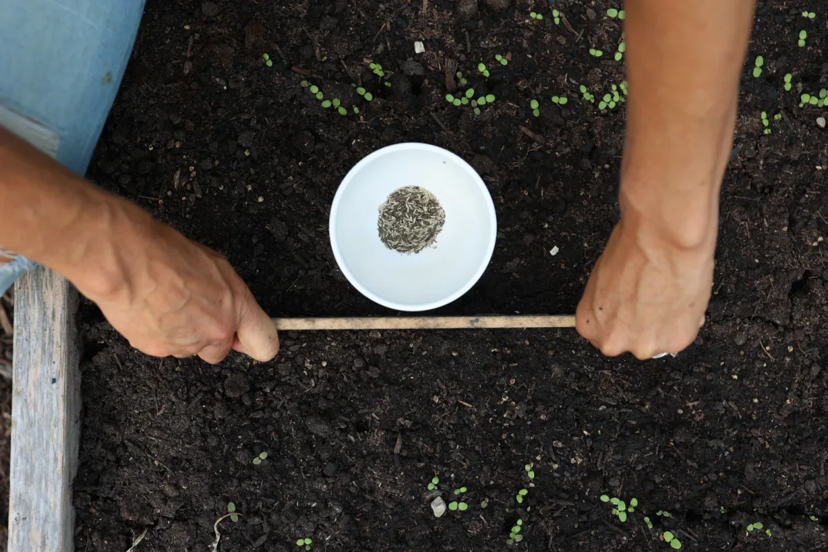 lettuce seeds