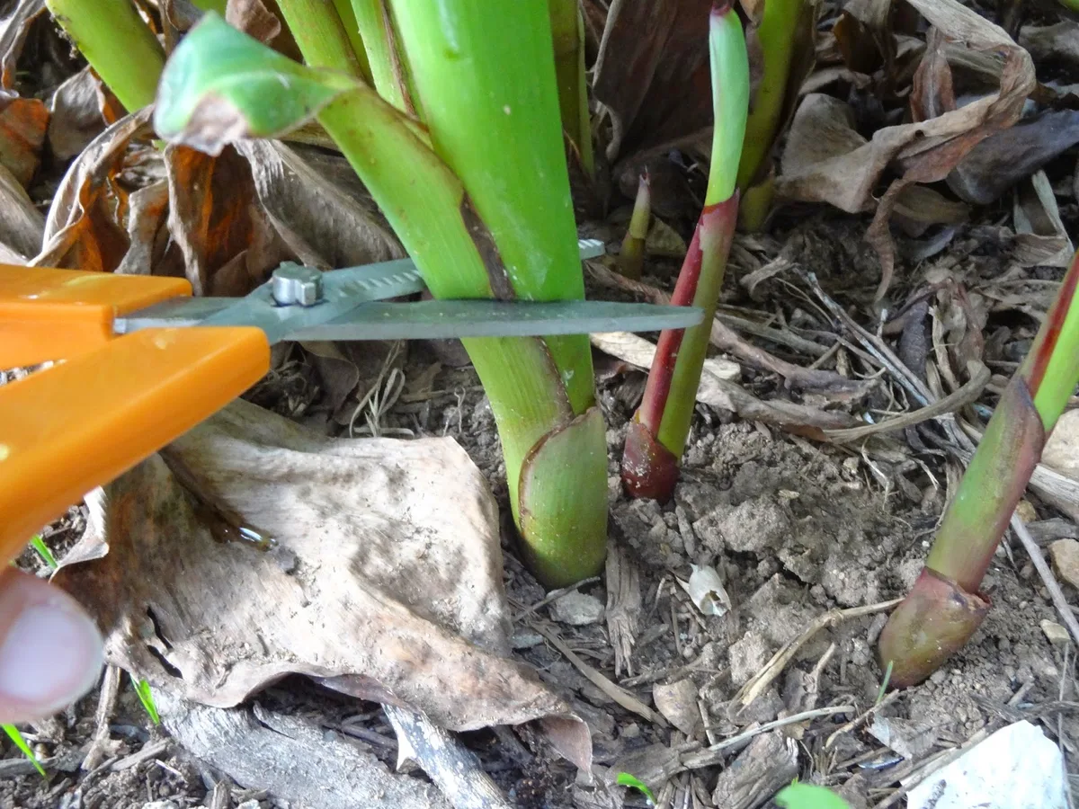 lifting canna rhizomes