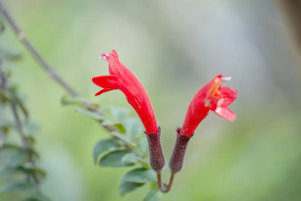 lipstick plant care