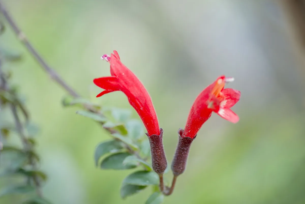 lipstick plant care
