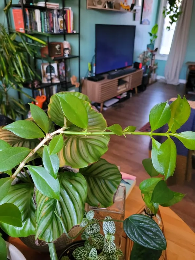 lipstick plant nodes and cutting