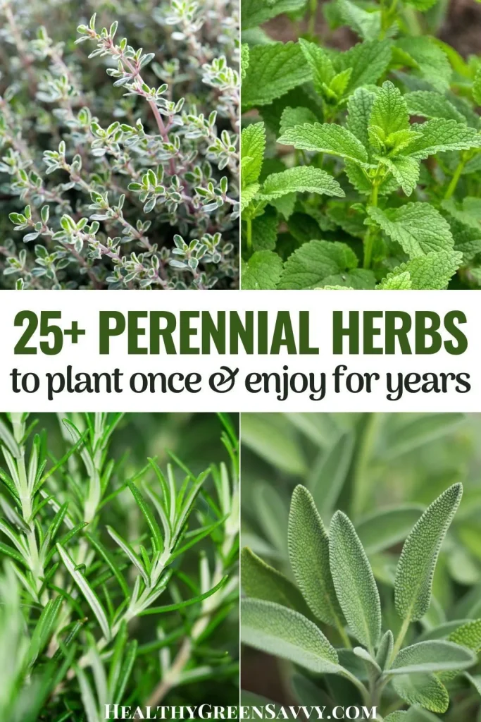 list of perennial herbs