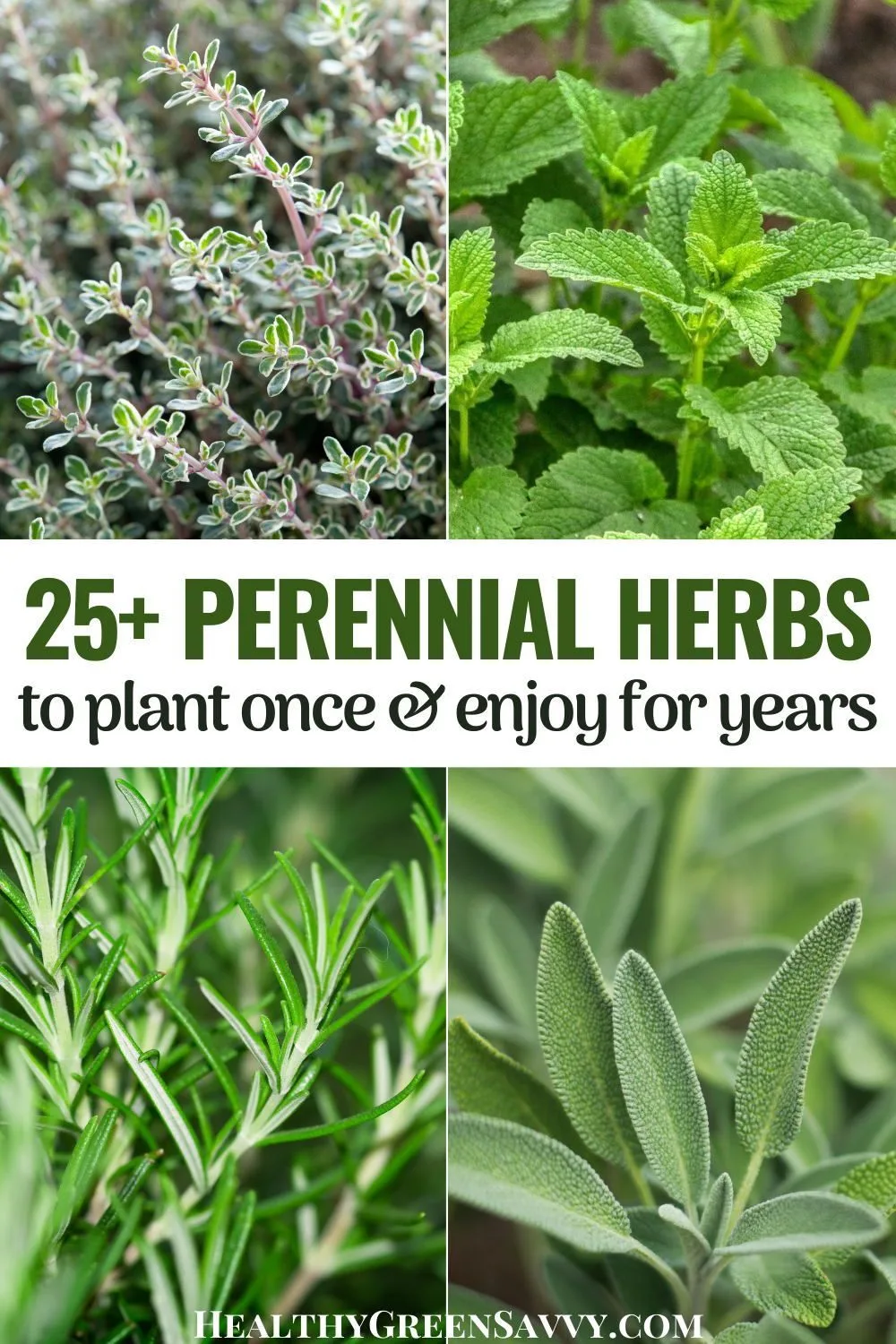 list of perennial herbs
