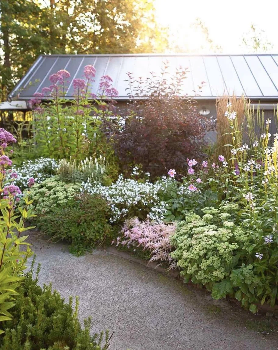 long blooming perennials