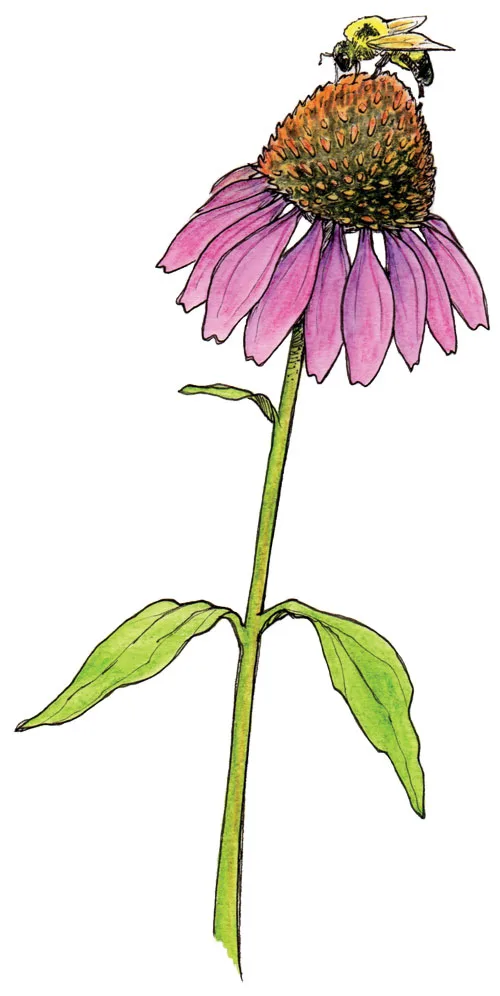 make a bee friendly garden