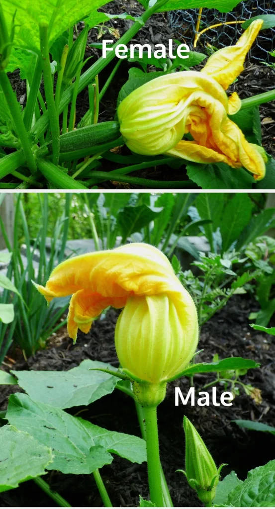 male vs female squash blossoms