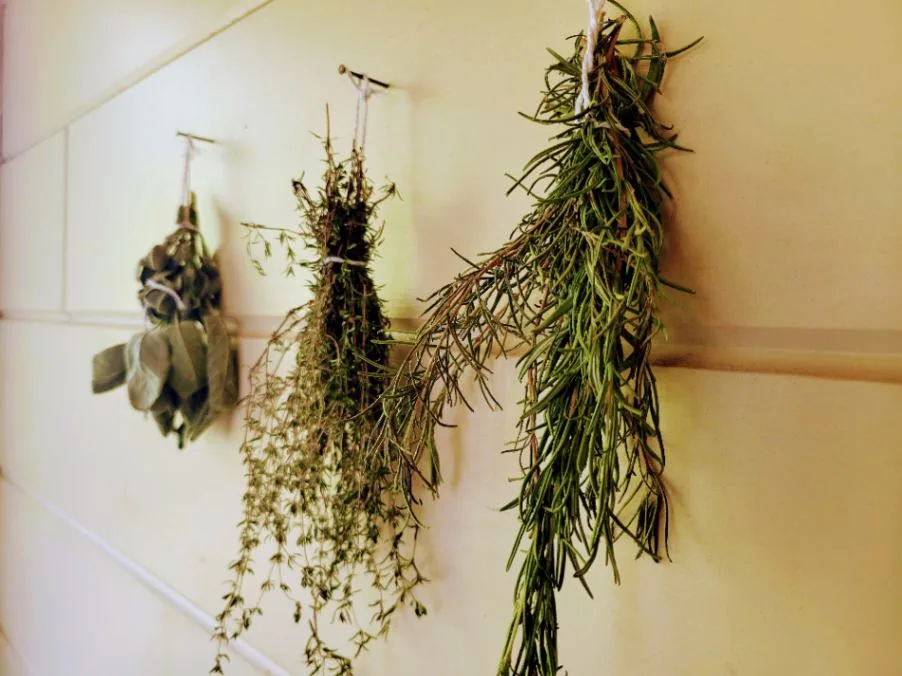 Mediterranean perennial herbs
