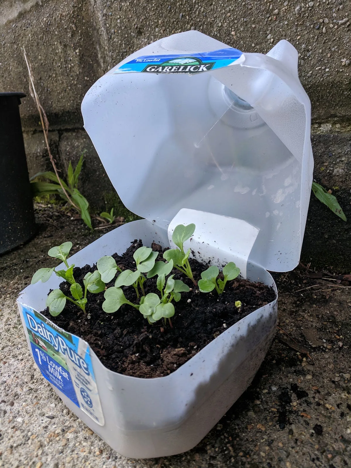 milk jug greenhouse