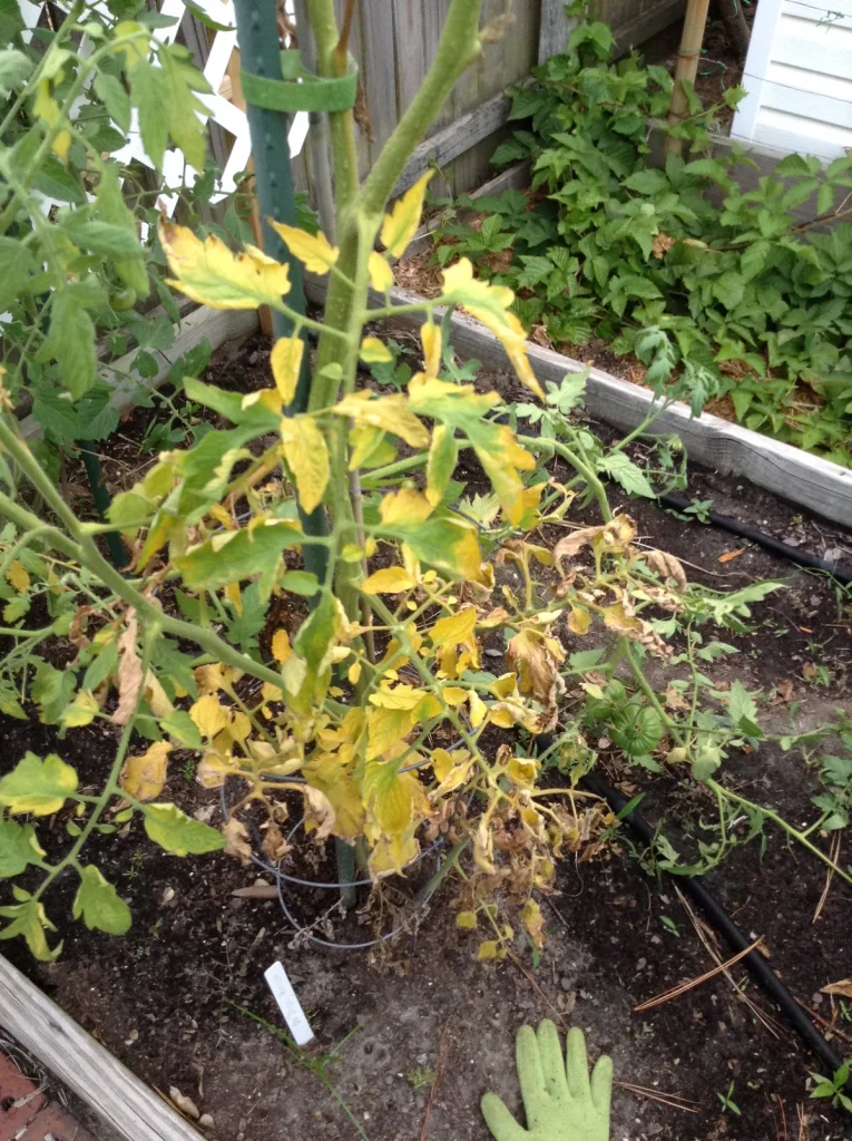mistakes causing garden imbalances