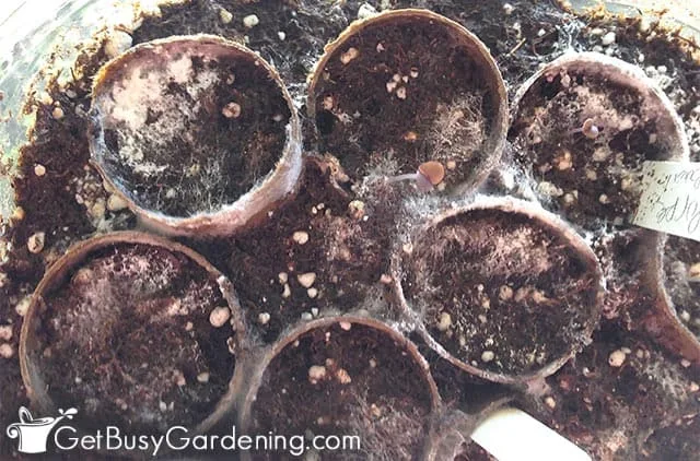 mold on seedlings