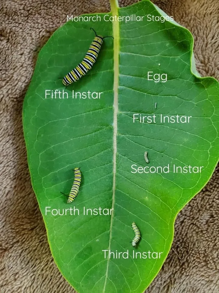 monarch caterpillar instar stages