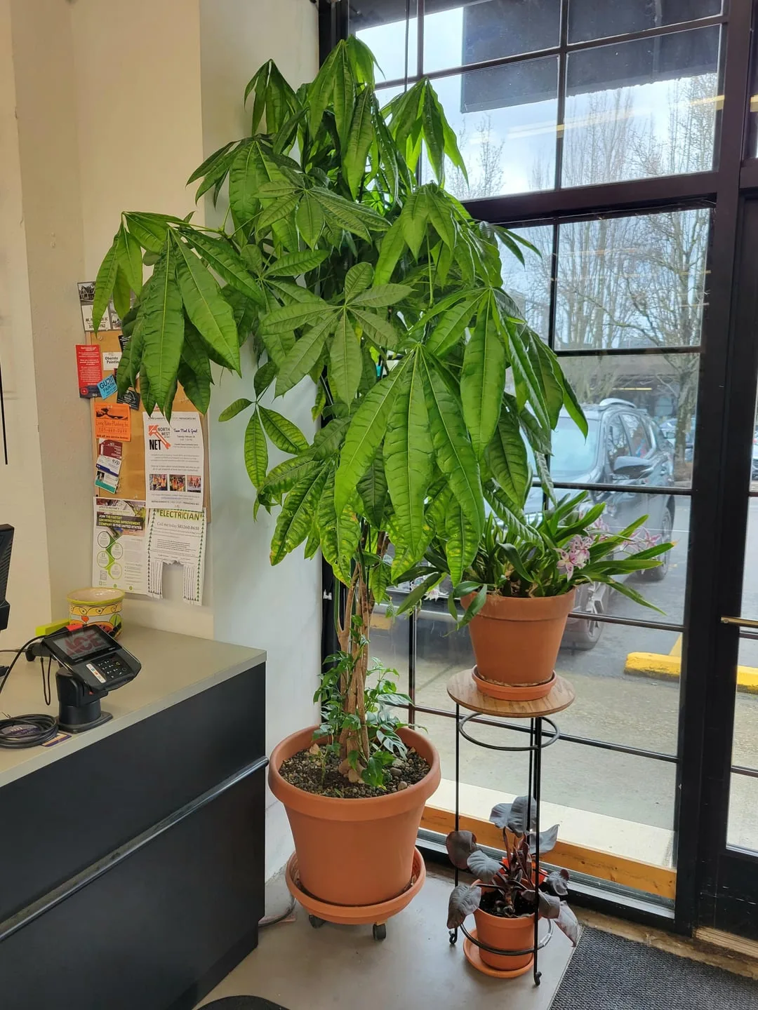 money tree care