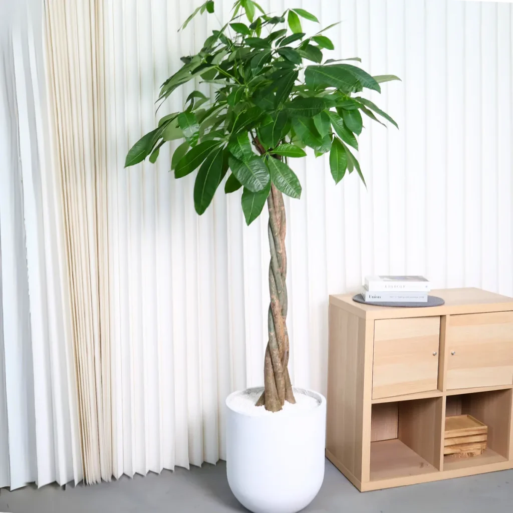 money tree soil
